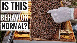 Where's all the BROOD? | Late October | Beekeeping