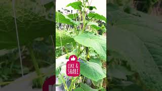 #cucumber in rainy season #cucumber #farming #farmer #agriculture #villagelife #farm #nature