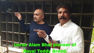 Royal Teddy Breeder Pairs going to India to MD Jamal Bhai | Original Pairs from Imran Alam Bhai