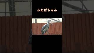 巨大な鳥がもっと巨大な翼を開く瞬間がこちらです。ハシビロコウふたばちゃん! まだ知らない人は要チェック! #shorts