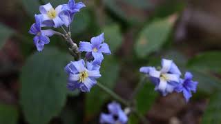 자주조희풀-Purple hyacinth-flower clematis