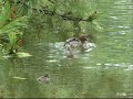 子供をおんぶするかいつぶり　　grebe baby