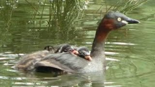 子供をおんぶするかいつぶり　　grebe-baby