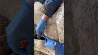 Simple and effective treatment for mastitis #cows #veterinary #farm #veterinär