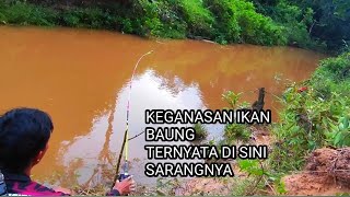 MANCING IKAN BAUNG UMPAN KUCUR HASILNYA JOSS SAMPAI MALAM FULL STRIKE