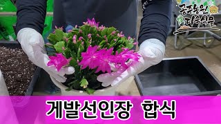 (1월9일)찐핑크#게발선인장#가재발선인장 새옷입히기 #다육식물