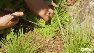 When Should You Pick Fresh Herbs? - CHOW Tip