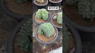 화이트팜철화 #다육식물 #succulent #다육이 #plant #cactusplant #다육이키우기 #cactus #다육식물키우기 #양평군