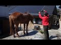 高圧洗浄機・ケルヒャーで馬を洗ってみました