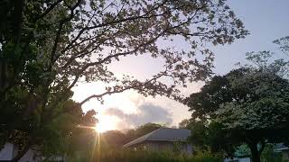 夕陽ライブ0410(17:15)@横浜市中区・新本牧(しんほんもく)公園「ハナミズキ越しの夕陽」アキラS