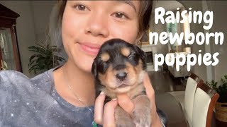 FOSTERING 10 NEWBORN PUPPIES