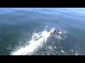 Alaska Is Awesome! (Dall Porpoise HD)