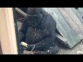 little gorilla wants to make a mess anyway. kintaro.｜momotaro family