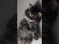 kitten acting strange is too cute🤗奇妙な動きをする子猫がかわいすぎる