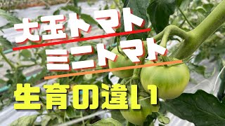 【大玉トマト・ミニトマト】同じ環境で育ててみたら「こんなに違うのか！？」