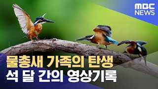 물총새 가족의 탄생.. 석 달 간의 영상기록 (2024.07.19/뉴스데스크/포항MBC)