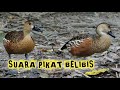 Suara Pikat Belibis Ampuh 100%