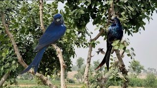 How Does Black Drongo Bird Call - Black Drongo Bird Sound