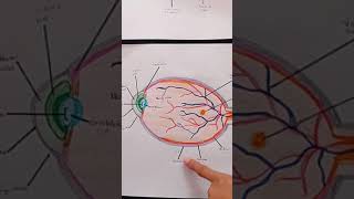 Estructura interna y externa del ojo