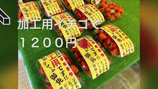 山梨県笛吹市でいちご狩り🍓