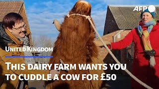 Feeling stressed? This UK dairy farm wants you to cuddle a cow for £50 | AFP