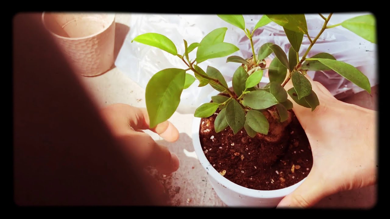 Plants Youtube