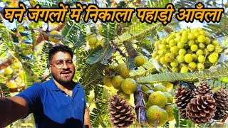 आँवला लेने पहुँचा घने जंगलों में🌸 || Pahadi Lifestyle vlogs Harish Lekhwar Vlogs||