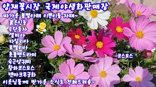 양재꽃시장 #국제야생화판매장 오늘영상 끝까지 잘보시면 좋은소식 있습니다^^#솔채#나비수국#과꽃#춘절국화#안개꽃#덴마크무궁화#붉은인동#시계초#둥글레#섬초롱#삼색조팝~