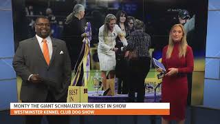 Here's which breed was named top dog at the 149th Westminster Kennel Club dog show