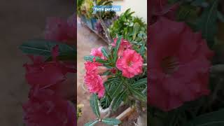 Adenium1+1 Offer..lowest maintenance👍Best flowering plant.ఎడారిగులాబి/ఎడీనియం శ్రమ లేకుండా పెంచొచ్చు