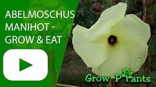 Abelmoschus manihot - grow, care, harvest \u0026 eat (Aibika)