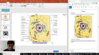 Cytology 1   Eukaryotic Oragnelles