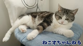 安全なエリアでまったり過ごすんです　ねこずちゃんねる769 #猫 #ねこ #cat  #アメリカンショートヘア  #スコティッシュフォールド