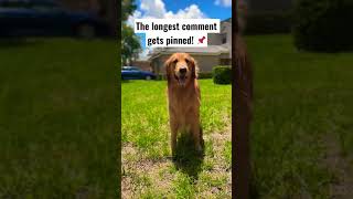 The longest comment gets pinned! \u0026 and If you sub you get a 🍪! #shorts #youtubeshorts #fyp #dogs