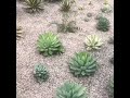 agave macroacantha 馬克勞 八荒殿