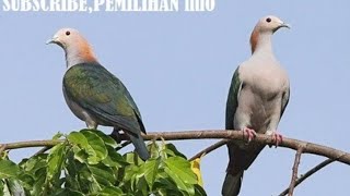 Jenis Jenis Burung Pergam