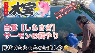 【海上釣堀】【海上釣堀水宝】【白鷺（しらさぎ）サーモン】【餌やり】