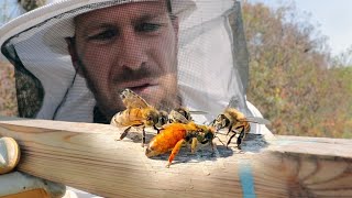Bees perform a miracle to save their Queen.