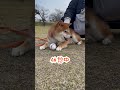 【ちゃちゃ丸】お持ち帰りする柴犬 shorts