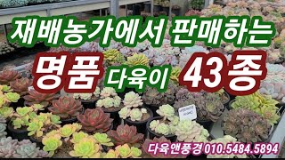 다육이 전문 재배농가에서 직접 키운 다육이 판매합니다! 다육이 정말 잘 키우는 농장 다육앤풍경 010.5484.5894