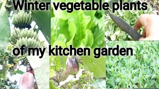 Let's come to my kitchen garden/ଆସନ୍ତୁ ଯିବା ମାେ ଘର ବଗିଚାକୁ /ଶୀତ ଦିନିଆ ପନିପରିବା  ଚାଷ