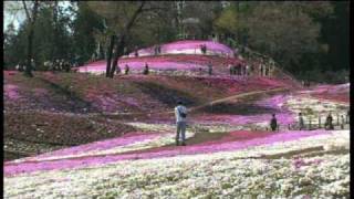 群馬の観光情報　みさと芝桜公園