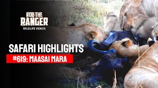 Safari Highlights #619: 22nd August 2021 | Maasai Mara/Zebra Plains | Latest #Wildlife Sightings