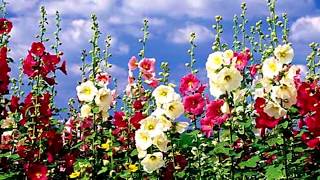 Hollyhock flower (HD1080p)