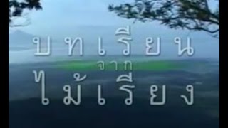 ไม้เรียง