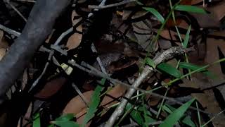 A Great Barred Frog Mixophyes fasciolatus calling near Loganholme, Queensland, Australia