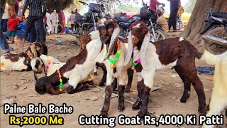 पालने वाले बच्चें Rs,2000 मे || Cutting Goats Rs,4000 Only || Bilaspur Bakra Mandi Saturday Market