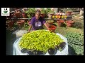 Grow 2,000 peppers 20 feet – Food survival kit #Pepper #Hungarian #BananaPepper