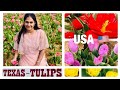 Tulips Garden in Texas | Pilot Point | Tulips Festival Dallas | Telugu Vlogs