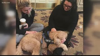 Funeral home goldendoodle helps grieving families
